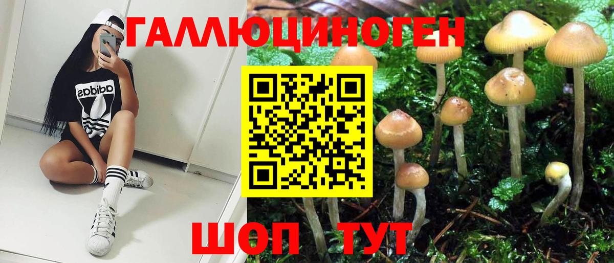 Галлюциногенные грибы Psilocybe Калуга